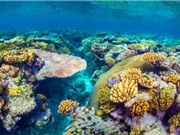 Úc đầu tư 700 triệu USD để bảo vệ rạn san hô lớn nhất thế giới